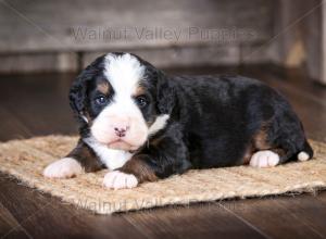 tri-colored mini bernedoodle near Chicago Illinois