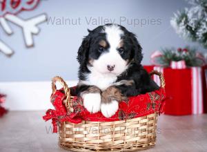 tri-colored mini bernedoodle near Chicago Illinois