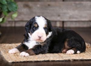 tri-colored mini bernedoodle near Chicago Illinois