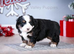 tri-colored mini bernedoodle near Chicago Illinois