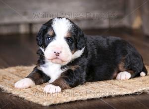 tri-colored mini bernedoodle near Chicago Illinois