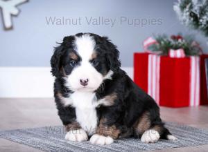 tri-colored mini bernedoodle near Chicago Illinois