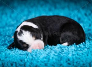 tri-colored mini bernedoodle near Chicago Illinois