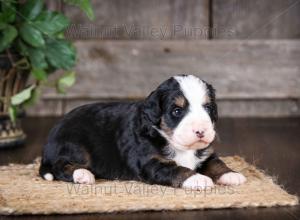 tri-colored mini bernedoodle near Chicago Illinois