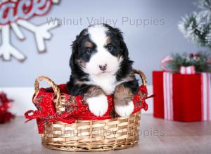 tri-colored mini bernedoodle near Chicago Illinois