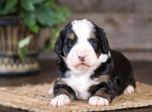 tri-colored mini bernedoodle near Chicago Illinois