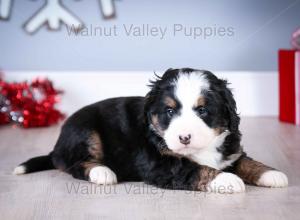 tri-colored mini bernedoodle near Chicago Illinois