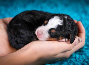 tri-colored mini bernedoodle near Chicago Illinois