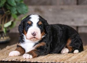 tri-colored mini bernedoodle near Chicago Illinois