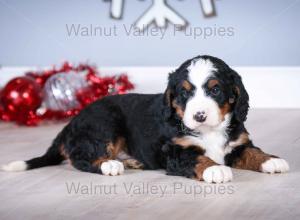 tri-colored mini bernedoodle near Chicago Illinois