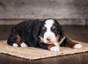 tri-colored mini bernedoodle near Chicago Illinois