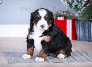 tri-colored mini bernedoodle near Chicago Illinois