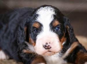 tri-colored mini bernedoodle near Chicago Illinois