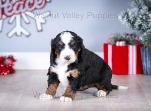 tri-colored mini bernedoodle near Chicago Illinois