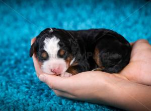 tri-colored mini bernedoodle near Chicago Illinois