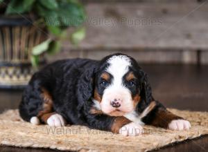 tri-colored mini bernedoodle near Chicago Illinois