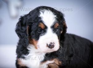 tri-colored mini bernedoodle near Chicago Illinois