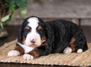 tri-colored mini bernedoodle near Chicago Illinois