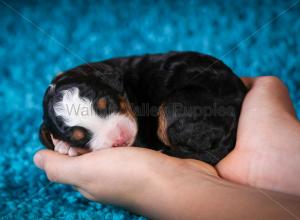 tri-colored mini bernedoodle near Chicago Illinois