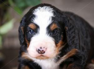 tri-colored mini bernedoodle near Chicago Illinois