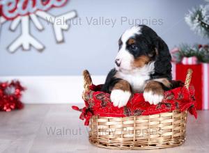 tri-colored mini bernedoodle near Chicago Illinois