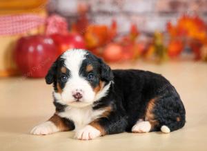 mini bernedoodle near Saint Louis MO