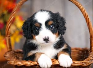 mini bernedoodle near Saint Louis MO