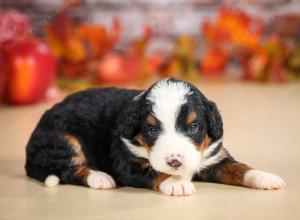 mini bernedoodle near Saint Louis MO