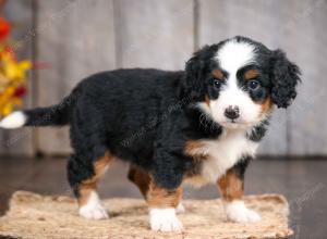 mini bernedoodle near Saint Louis MO