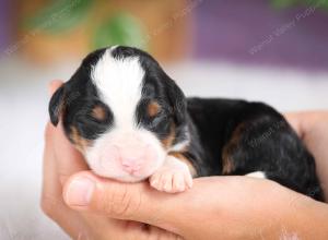 mini bernedoodle near Saint Louis MO