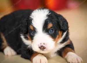 mini bernedoodle near Saint Louis MO