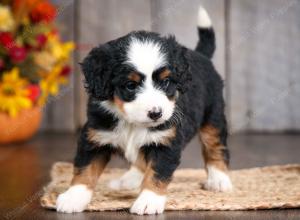 mini bernedoodle near Saint Louis MO
