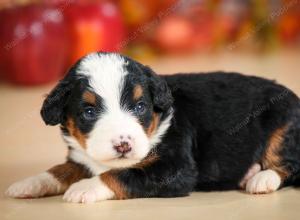 mini bernedoodle near Saint Louis MO