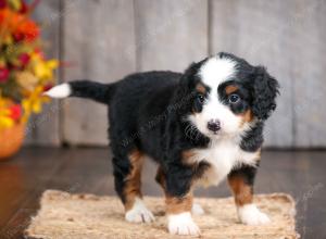 mini bernedoodle near Saint Louis MO