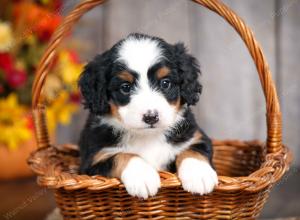 mini bernedoodle near Saint Louis MO