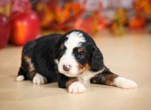 mini bernedoodle near Saint Louis MO