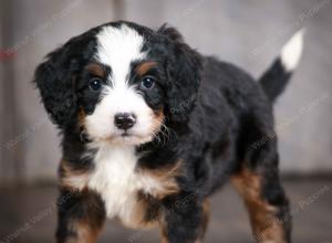 mini bernedoodle near Saint Louis MO
