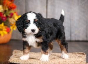 mini bernedoodle near Saint Louis MO
