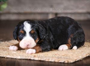 tri-colored mini bernedoodle near Chicago Illinois