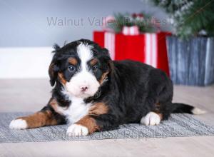 tri-colored mini bernedoodle near Chicago Illinois