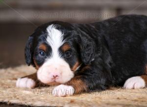 tri-colored mini bernedoodle near Chicago Illinois