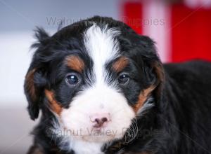 tri-colored mini bernedoodle near Chicago Illinois