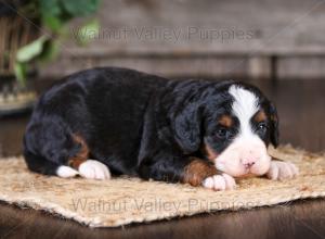 tri-colored mini bernedoodle near Chicago Illinois