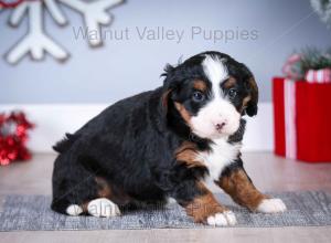 tri-colored mini bernedoodle near Chicago Illinois