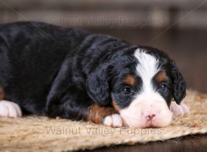 tri-colored mini bernedoodle near Chicago Illinois