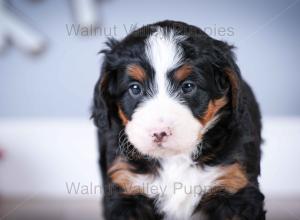 tri-colored mini bernedoodle near Chicago Illinois