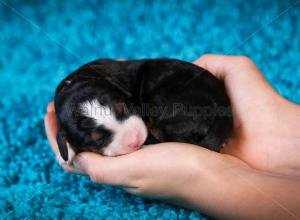 tri-colored mini bernedoodle near Chicago Illinois