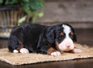 tri-colored mini bernedoodle near Chicago Illinois