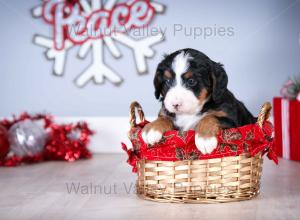 tri-colored mini bernedoodle near Chicago Illinois