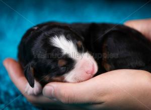 tri-colored mini bernedoodle near Chicago Illinois